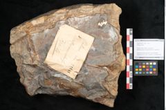 Foto (Objekt + Etikett) von Palmae indet.  (NHMW-GEO-2024-0188-11648)